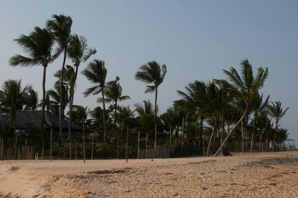 Quels sont les meilleurs circuits pour explorer les forêts tropicales de Bornéo?